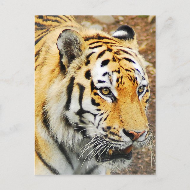 Cartão Postal Amur Tiger (Frente)