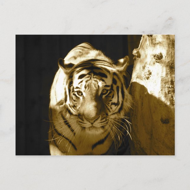 Cartão Postal Amur Tiger na Sépia (Frente)