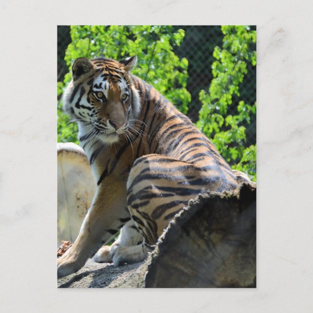 Cartão Postal Amur Tiger (Sibéria) (Frente)