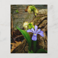 Anã-Caverna-Iris, flor branca púrpura azul-púrpura