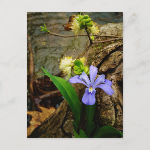 Cartão Postal Anã-Caverna-Iris, flor branca púrpura azul-púrpura