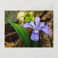 Anã-Caverna-Iris, flor branca púrpura azul-púrpura