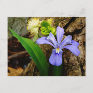 Cartão Postal Anã-Caverna-Iris, flor branca púrpura azul-púrpura
