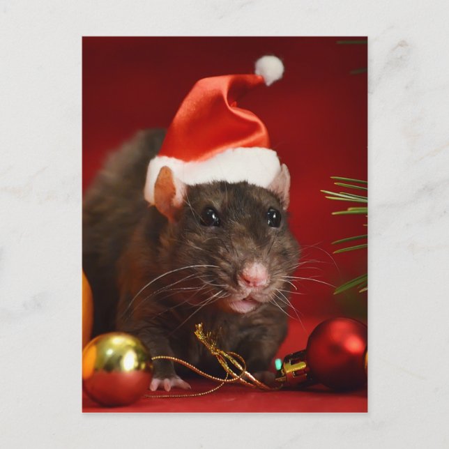 Cartão Postal Anã raivoso. (Frente)