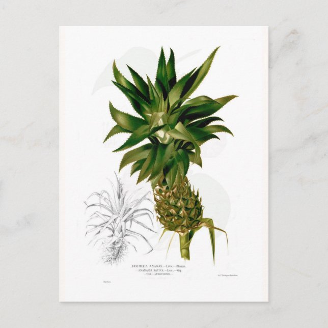 Cartão Postal Ananás (Ananas comosus) (Frente)