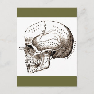 Cartão Postal Anatomia Anatômica Crânio Antiquado