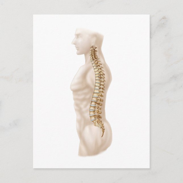 Cartão Postal Anatomia Da Coluna Vertebral Humana, Lateral Esque (Frente)