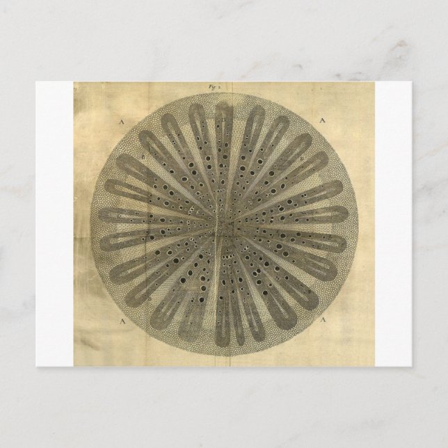 Cartão Postal Anatomia das plantas de colheita (Frente)