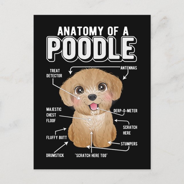 Cartão Postal Anatomia de Poodle Cachorro Engraçado (Frente)