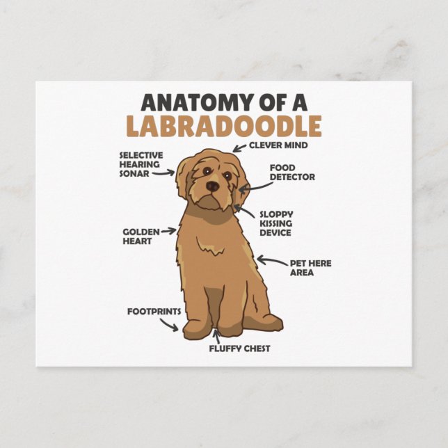 Cartão Postal Anatomia De Um Labradoodle Cute Canine Puppy (Frente)