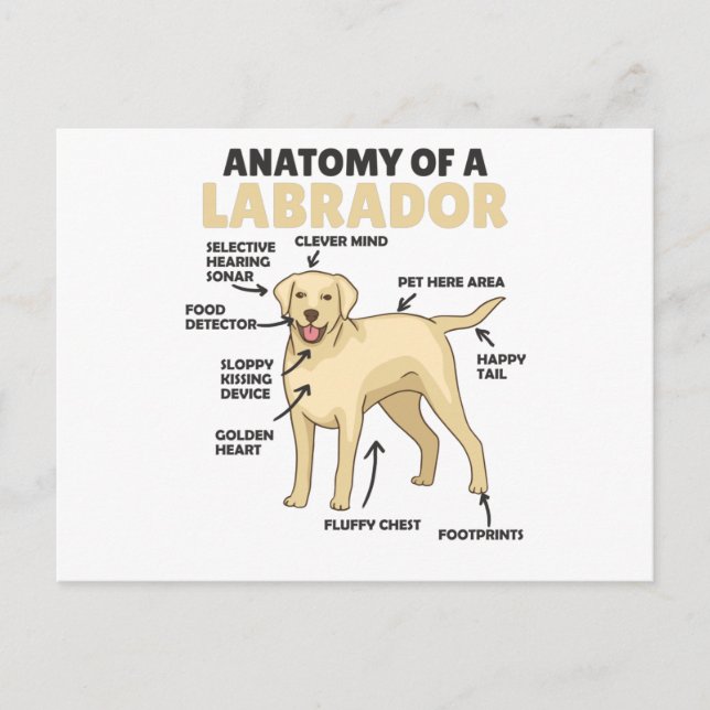 Cartão Postal Anatomia De Um Labrador Retriever Cães Doce (Frente)