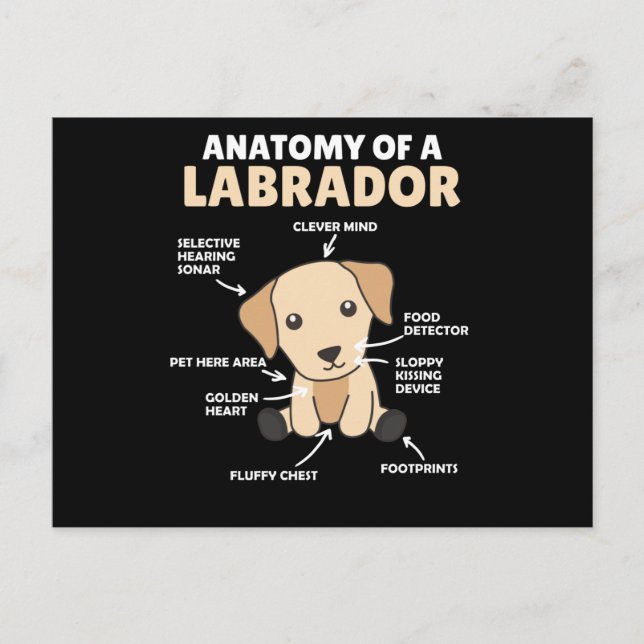 Cartão Postal Anatomia De Um Labrador Retriever Cães Doce (Frente)