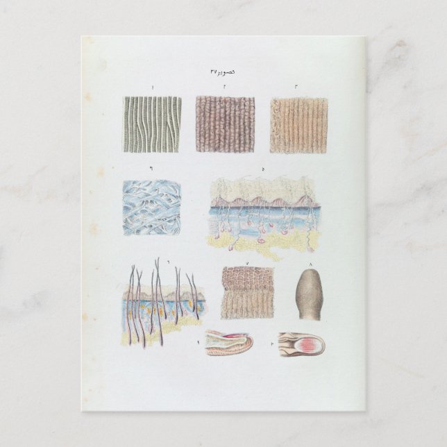 Cartão Postal Anatomia do cabelo humano da pele e Unhas (Frente)