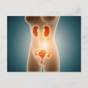 Cartão Postal Anatomia Do Corpo Feminino Com Órgãos Reprodutiv