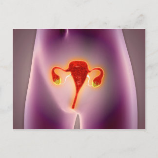 Cartão Postal Anatomia Do Corpo Feminino Com Útero