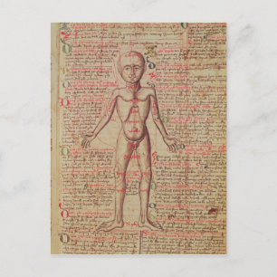 Cartão Postal Anatomia do corpo humano
