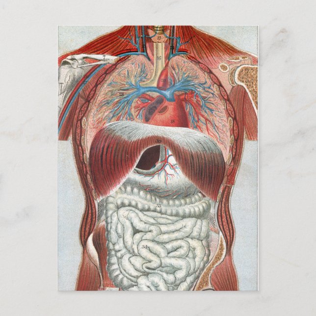 Cartão Postal Anatomia do Corpo Humano (Frente)