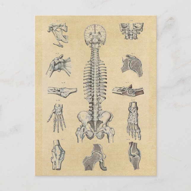 Cartão Postal Anatomia do esqueleto humano ilustrada (Frente)