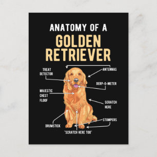 Cartão Postal Anatomia do Golden Retriever Cachorro Engraçado