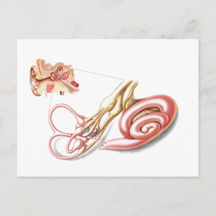 Cartão Postal Anatomia Do Ouvido Humano, Labirinto Membranar