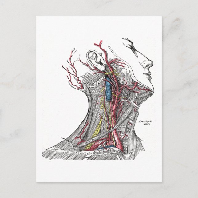 Cartão Postal Anatomia do Pescoço (Frente)