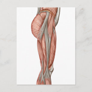 Cartão Postal Anatomia Dos Músculos Da Coxa Humana, Visão Ante