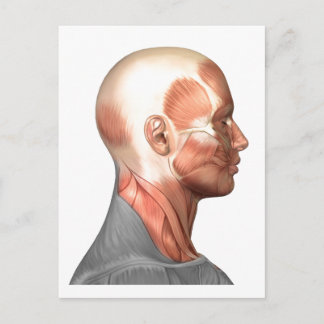 Cartão Postal Anatomia Dos Músculos Da Face Humana, Visão Latera