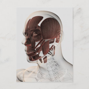 Cartão Postal Anatomia Dos Músculos Faciais Masculinos, Vista L