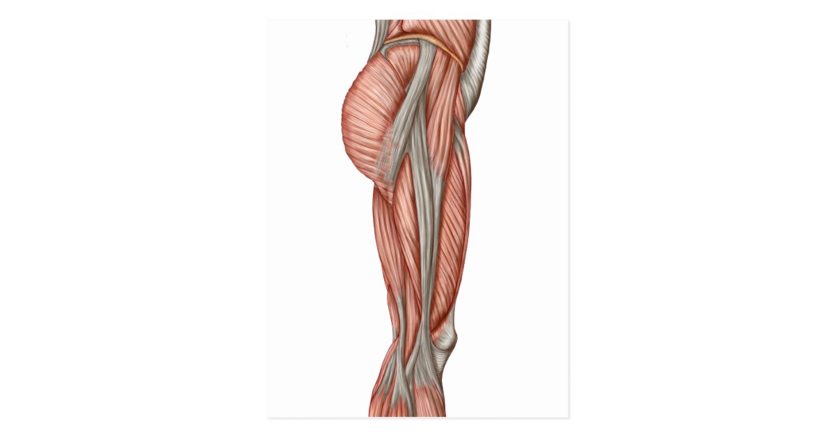 anatomia do músculo da coxa