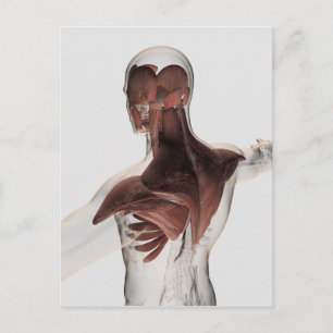 Cartão Postal Anatomia Dos Músculos Masculinos No Corpo Superio