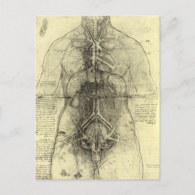 Cartão Postal Anatomia humana de Leonardo da Vinci, mulher Torso (Frente)