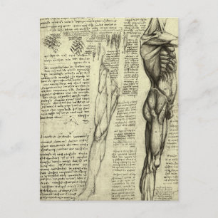 Cartão Postal Anatomia Humana Masculina de Leonardo da Vinci: Mú