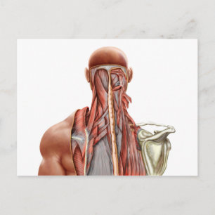 Cartão Postal Anatomia Humana Mostrando Músculos Profundos No P