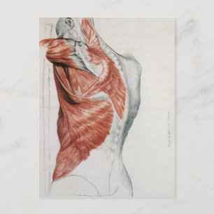 Cartão Postal Anatomia Humana; Músculos do Tronco e Ombro