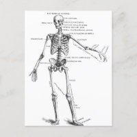 Anatomia médica vegetativa diagrama do esqueleto m