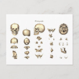 Cartão Postal Anatomia metódica do crânio