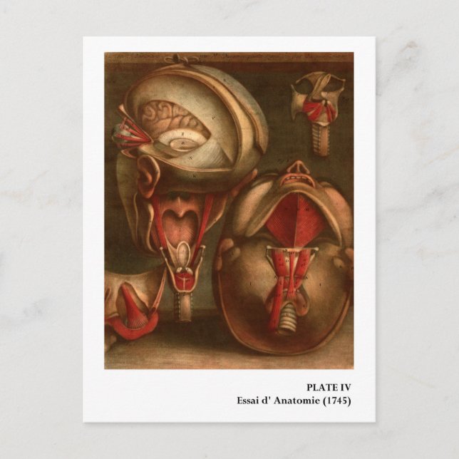 Cartão Postal Anatomia Vintage | Cabeça e Pescoço (Frente)