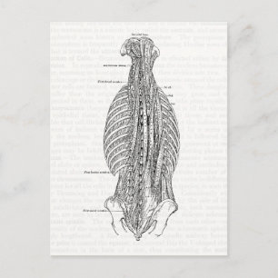 Cartão Postal Anatomia Vintage Desenhando As Costas