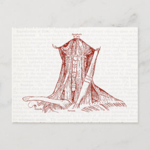 Cartão Postal Anatomia Vintage Desenhando Músculos Do Pescoço