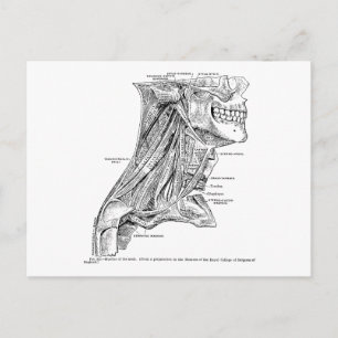 Cartão Postal Anatomia Vintage Humana Músculos do Pescoço