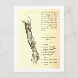 Cartão Postal Anatomia Vintage | Músculos do braço (cerca de 185