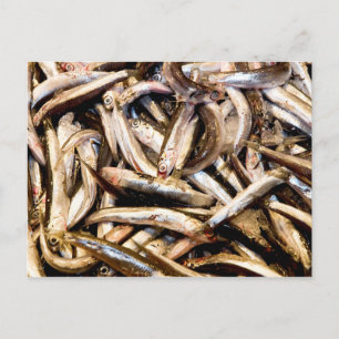 Cartão Postal Anchovas europeias