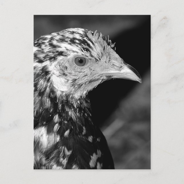 Cartão Postal Ancona Hen (Frente)