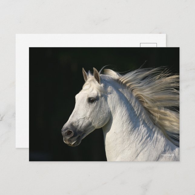 Cartão Postal Andaluciano Stallion Headshot Mane Fluindo (Frente/Verso)