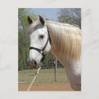 CARTÃO POSTAL ANDALUSIANO HORSE HEAD MORISCO