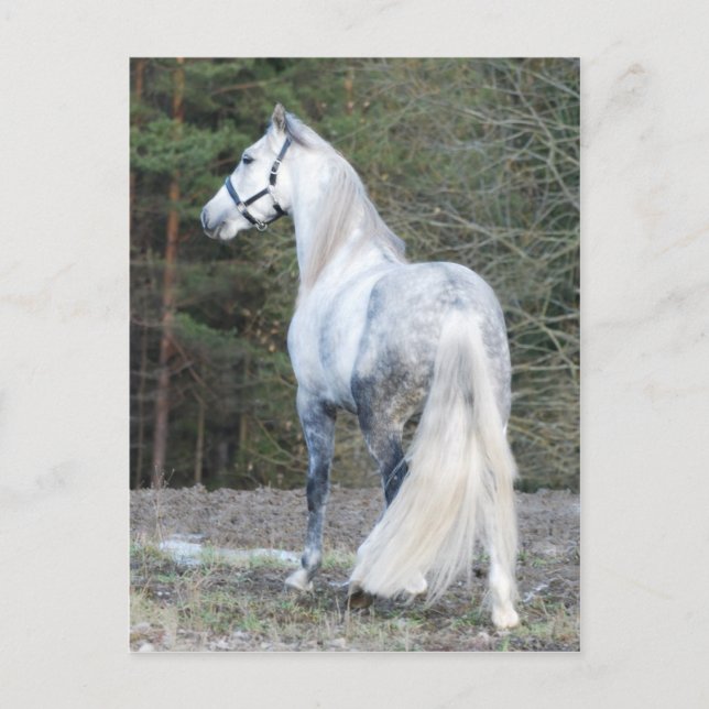 Cartão Postal Andaluz 2 (Frente)