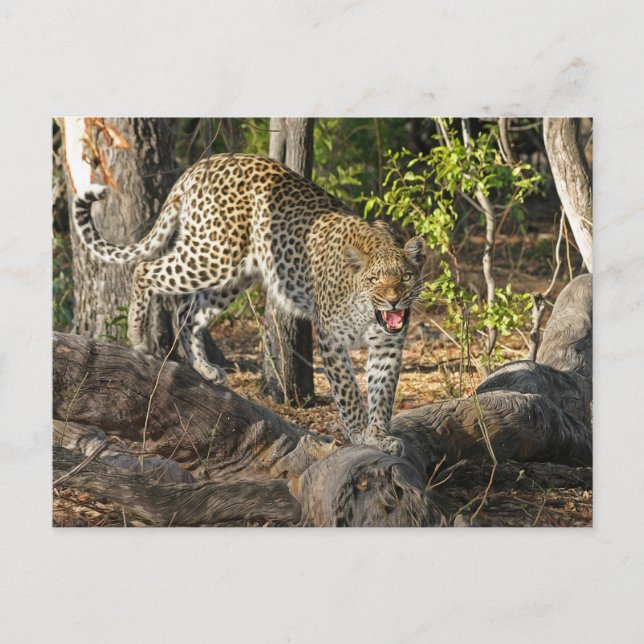 Cartão Postal Andando Leopardo Batendo Em Você (Frente)