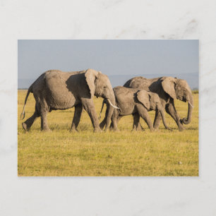 Cartão Postal Andando na Família Elefante