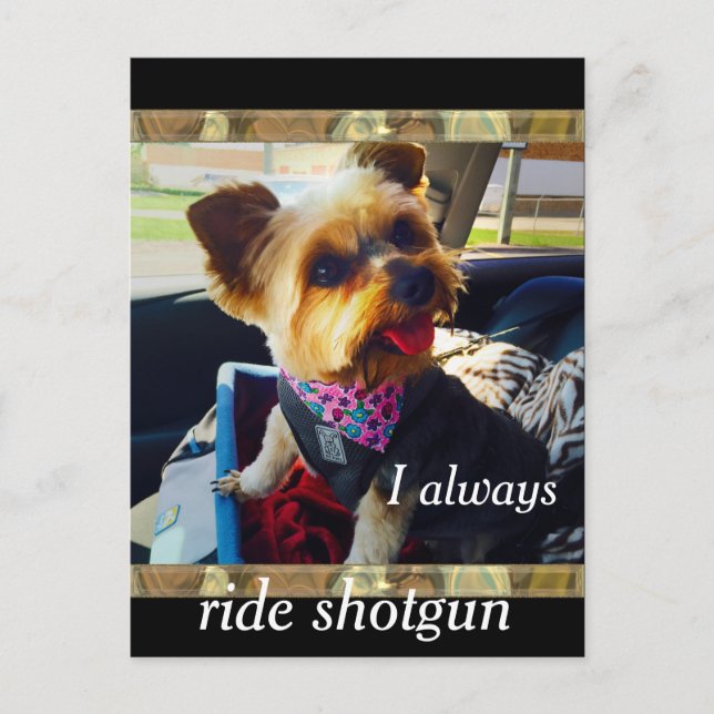 Cartão Postal Andando Shotgun Yorkie Personalize (Frente)