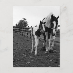 Cartão Postal andar junto à cerca